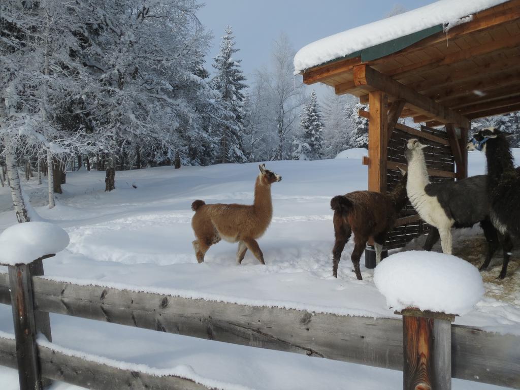 Landhaus Charlotte Am Geigenbuehel -Apartments ゼーフェルト・イン・チロル エクステリア 写真